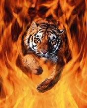 pic for Tiger flame
